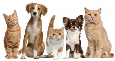 Consultation sur le nouveau règlement des chats et des chiens : les résultats rendus publics
